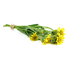 Arnica Flower Extract