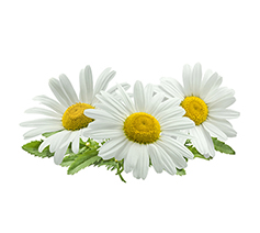 Chamomile Flower Extract