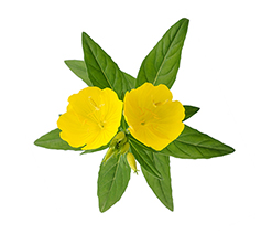 Evening Primrose Oil