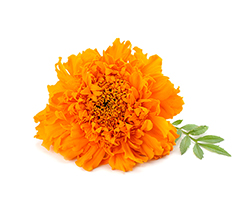 Marigold Flower Extract