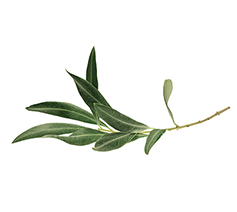 Olive Leaf Extract