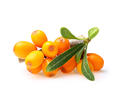 Sea Buckthorn Fruit Oil