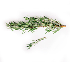 Rosemary Leaf Oil