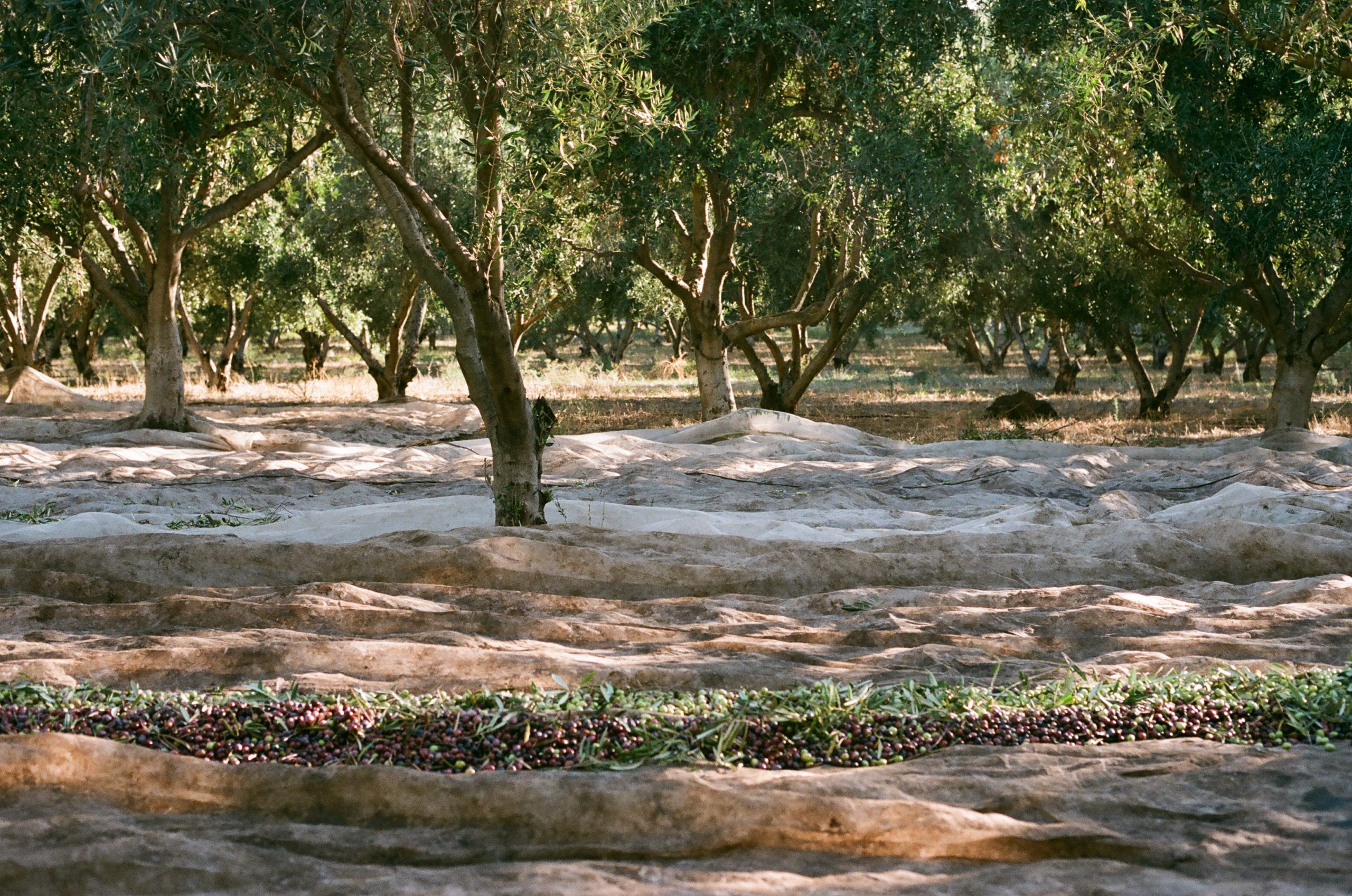 Olive leaves - Strong medicinal powers